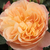 Narančasta - Nostalgična ruža - Natalija™